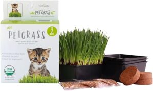 Handy Pantry Organic Cat Grass Kit - Healthy Treat