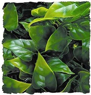 Zoo Med Natural Bushy Mexican Phyllo, Small