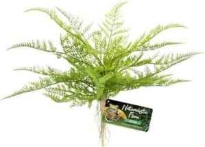 Zoo Med Naturalistic Flora, Lace Fern