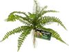 Zoo Med Naturalistic Flora Sword Fern For Terrariums