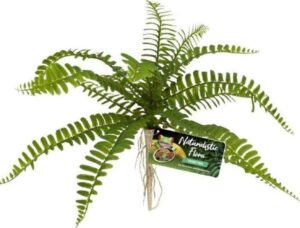 Zoo Med Naturalistic Flora Sword Fern For Terrariums