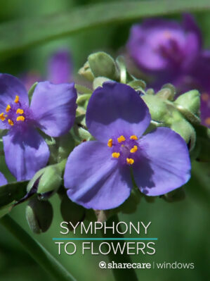 Symphony To Flowers
