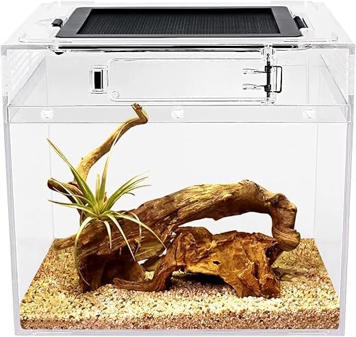 Reptile Growth Mini Reptile Terrarium, 8″ x 8″ x 8